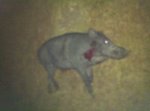 230 Halletsville boar.jpg