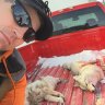 Dogsniper