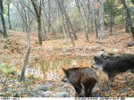 Cold Hog Water Hole 2.JPG