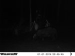 hogs 6 208.JPG