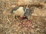 deadhog1323.jpeg
