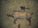 eddiesboar004.jpeg