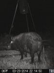 porky.jpg