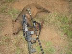 Boar 6-25-2014.jpg