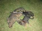 Boar and piglet 6-29-14r.jpg