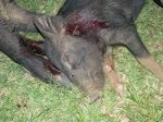 Piglet 6-29-14r.jpg
