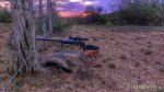 Gray-Fox-17WSM-25-grain.jpg