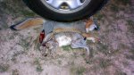Fox-and-Rabbit-1.jpg