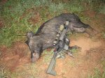 Boar 9-11-14.1.JPG