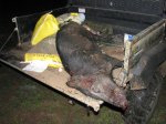 Boar 9-22-14R.jpg