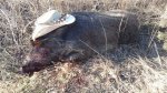 Hog down 008.jpg