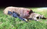 accubond hog.JPG