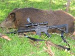 Feb 7 at Kays LSB BOARS 004.JPG