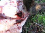 Feb 7 at Kays LSB BOARS 009.JPG