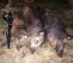 Hogs 2-6-15.JPG