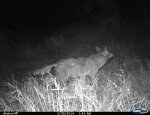 coyote 001.JPG