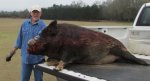 wildhog11-540x293.jpg