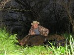 Big Boar march 21 003.JPG