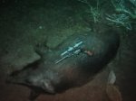 Hog with Pistol 006.JPG