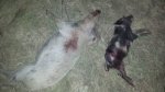 spot and piggy.jpg spot and piggy.jpg