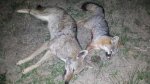 20160305_011240.jpg