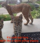 bobcats.jpg