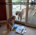 ripped.jpg