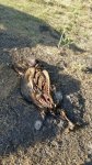 pig bones.jpg