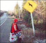 deer crossing.jpg