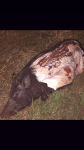 Hog Opened up.png