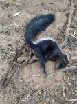 skunk.jpg skunk.jpg