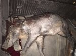 IMG_0042.JPG