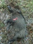 PIg down Spring Break.JPG