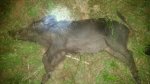 20170528_012905.jpeg
