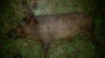 20170528_013046.jpeg