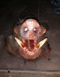 kyler pig.jpg