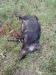 pig3.jpg