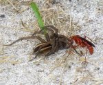 wasp-tarantula1.jpg