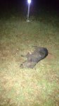 Piglet with 22.jpg