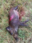50# Pig.jpg