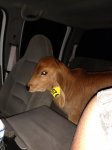 Calf.jpg