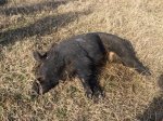 Boar.JPG