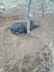 snared hog.jpg