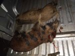 2 pigs.jpg
