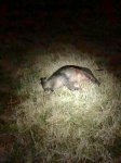 pig.jpg pig.jpg