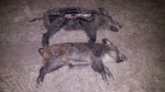 doubleboar.gif doubleboar.gif