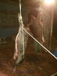20180308_033236.jpg 20180308_033236.jpg