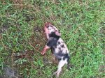 Piglet1.JPG
