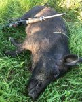 Piglewis3 (2).JPG