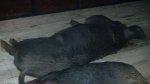 IMG_20180526_223543_275.jpg
